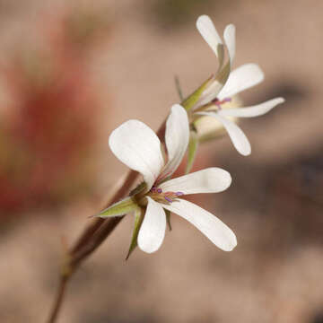 Image of Pelargonium alchemilloides (L.) L'Her. ex Soland.