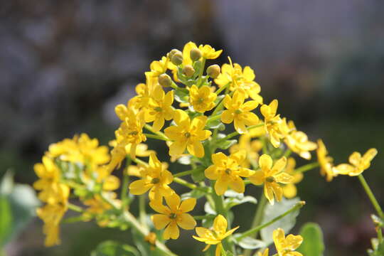 Image of Leontice leontopetalum subsp. ewersmannii (Bunge) Coode