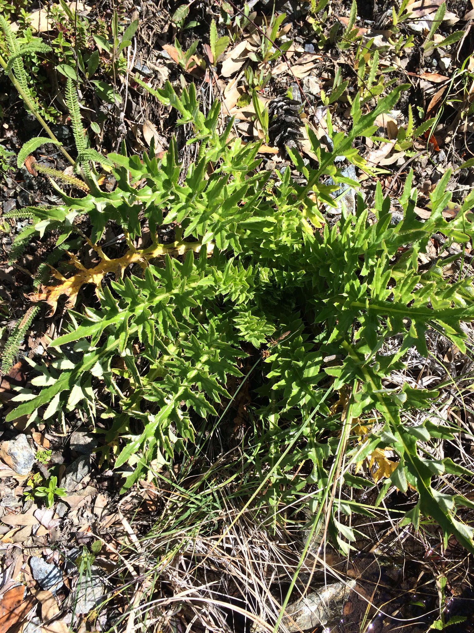 Image of Vasey's thistle