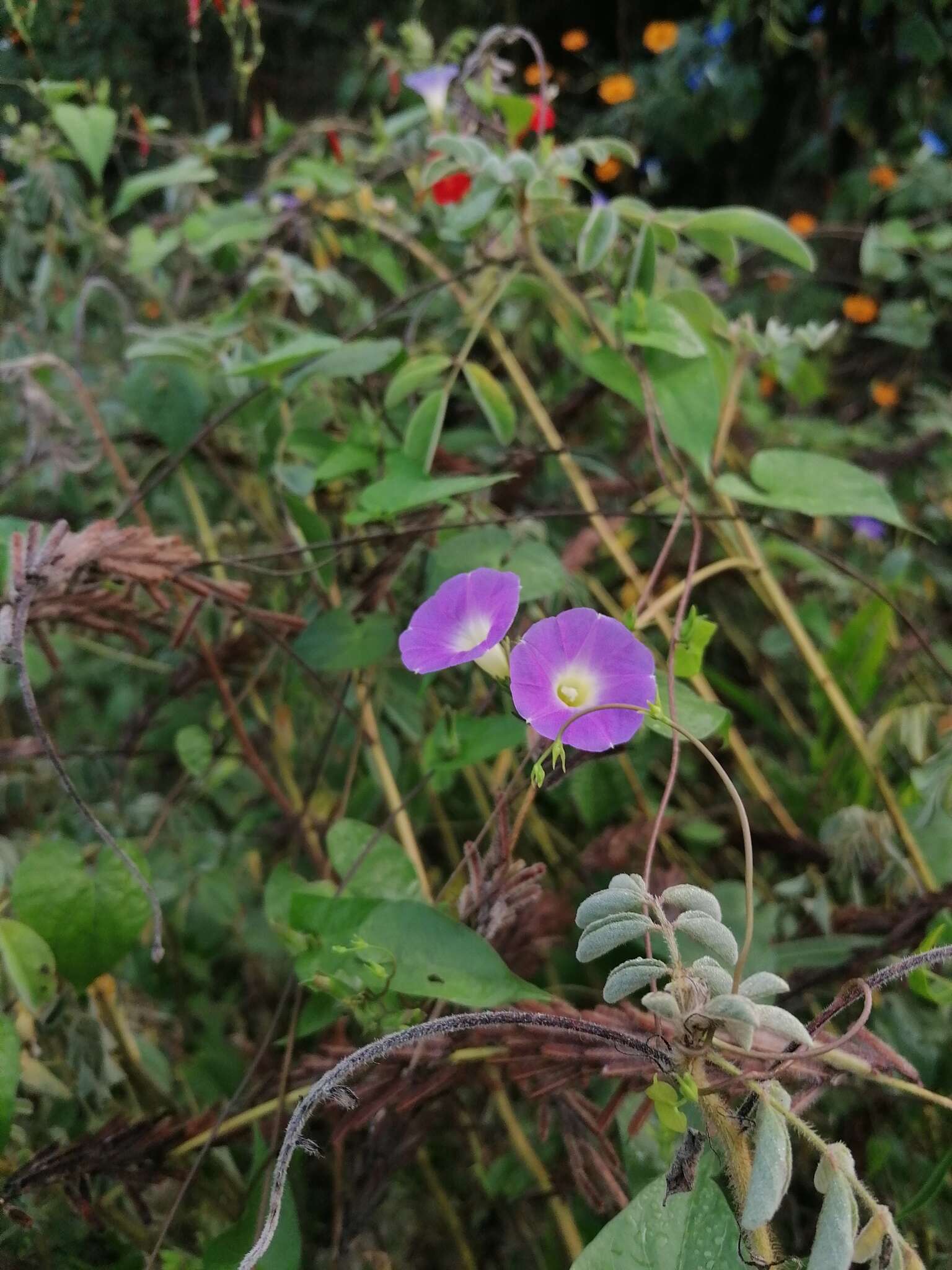 Ipomoea meyeri (Spreng.) G. Don resmi