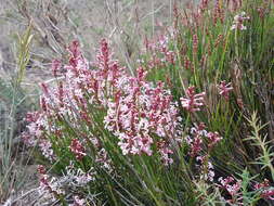 Image of Mulguraea scoparia (Gillies & Hook.) N. O'Leary & P. Peralta