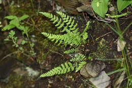 Image of Woodsia subcordata Turcz.