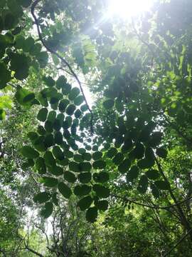 صورة Comocladia macrophylla (Hook. & Arn.) L. Riley