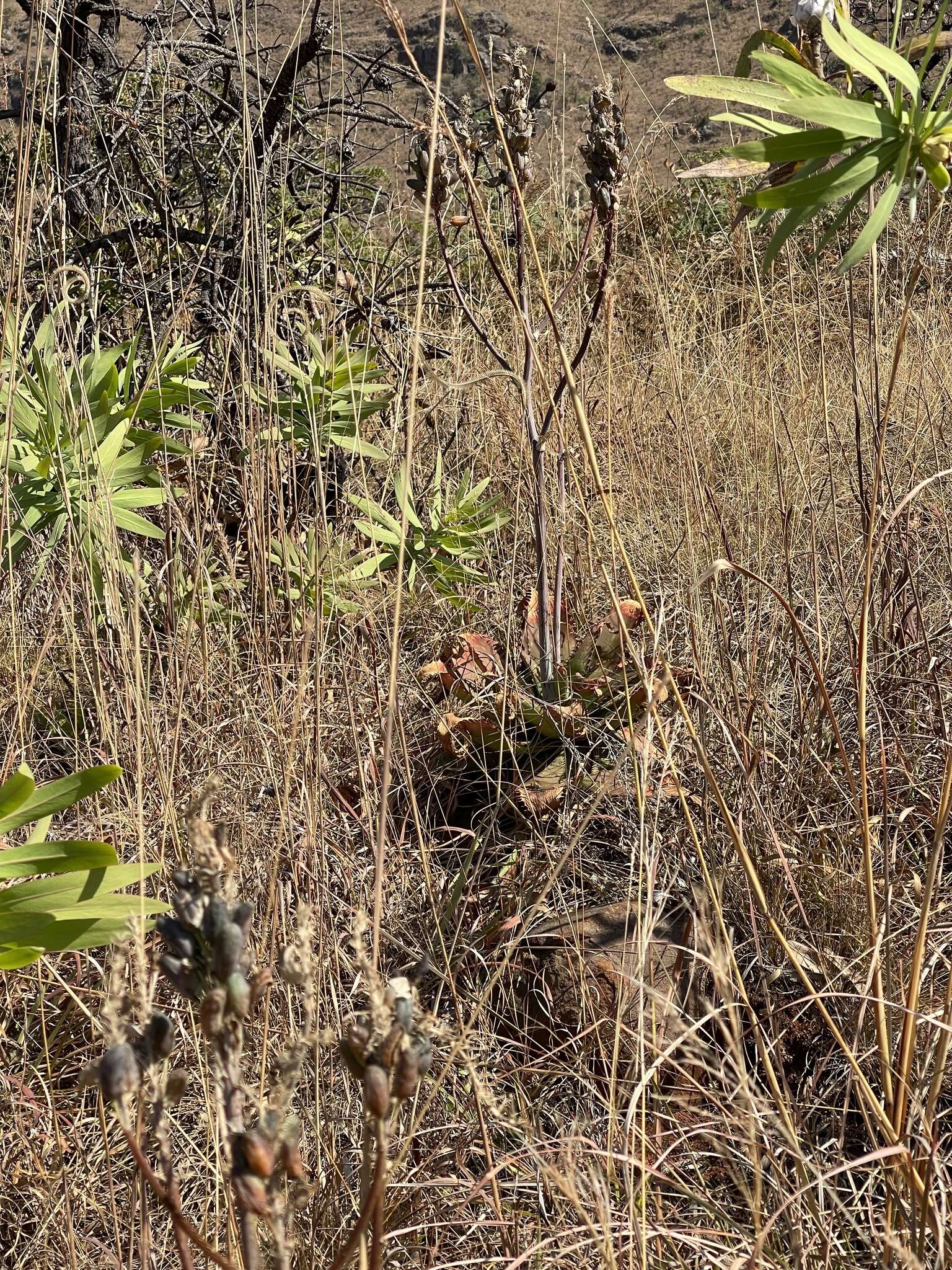 Image of Aloe affinis A. Berger