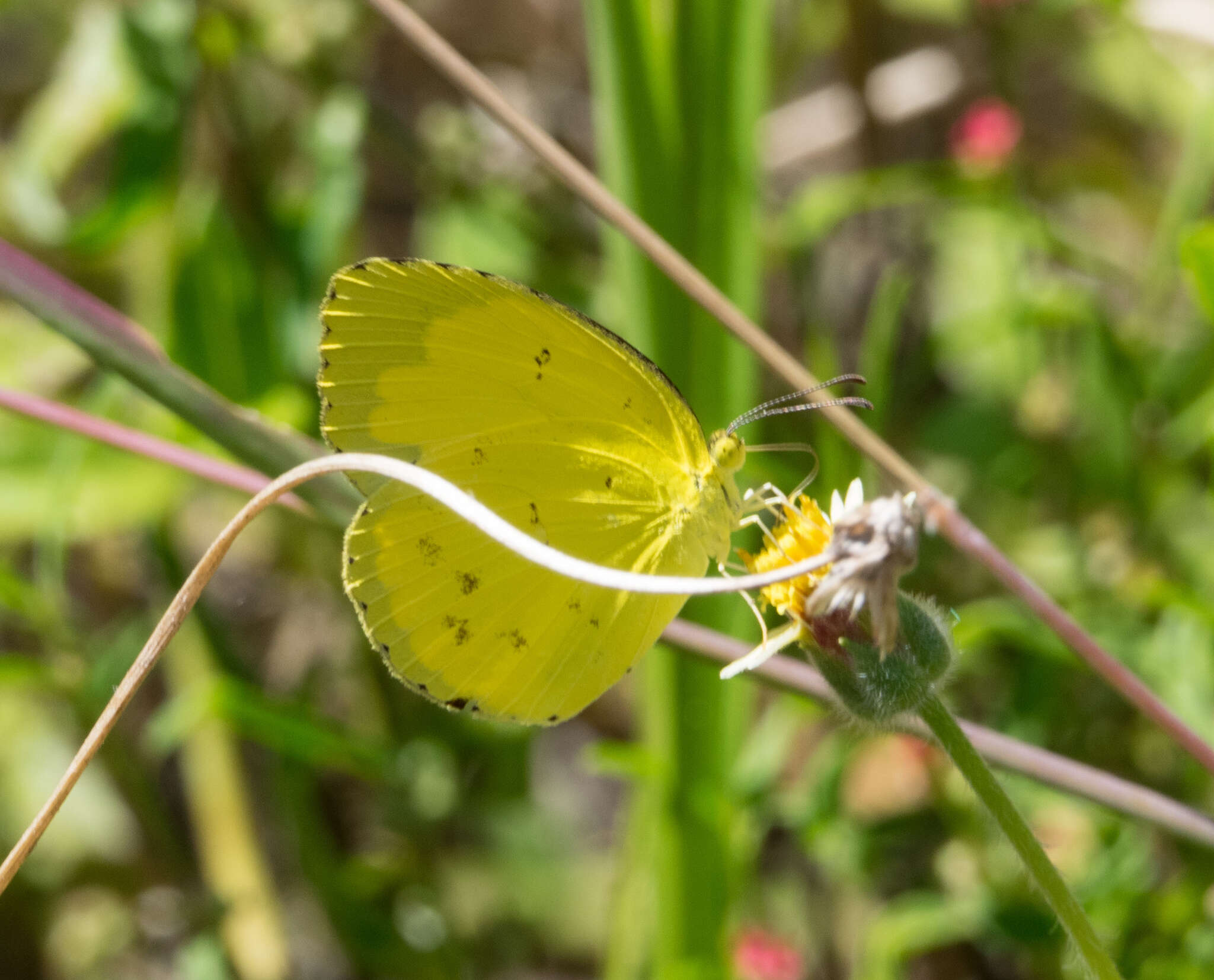 Слика од Eurema alitha (Felder & Felder 1862)