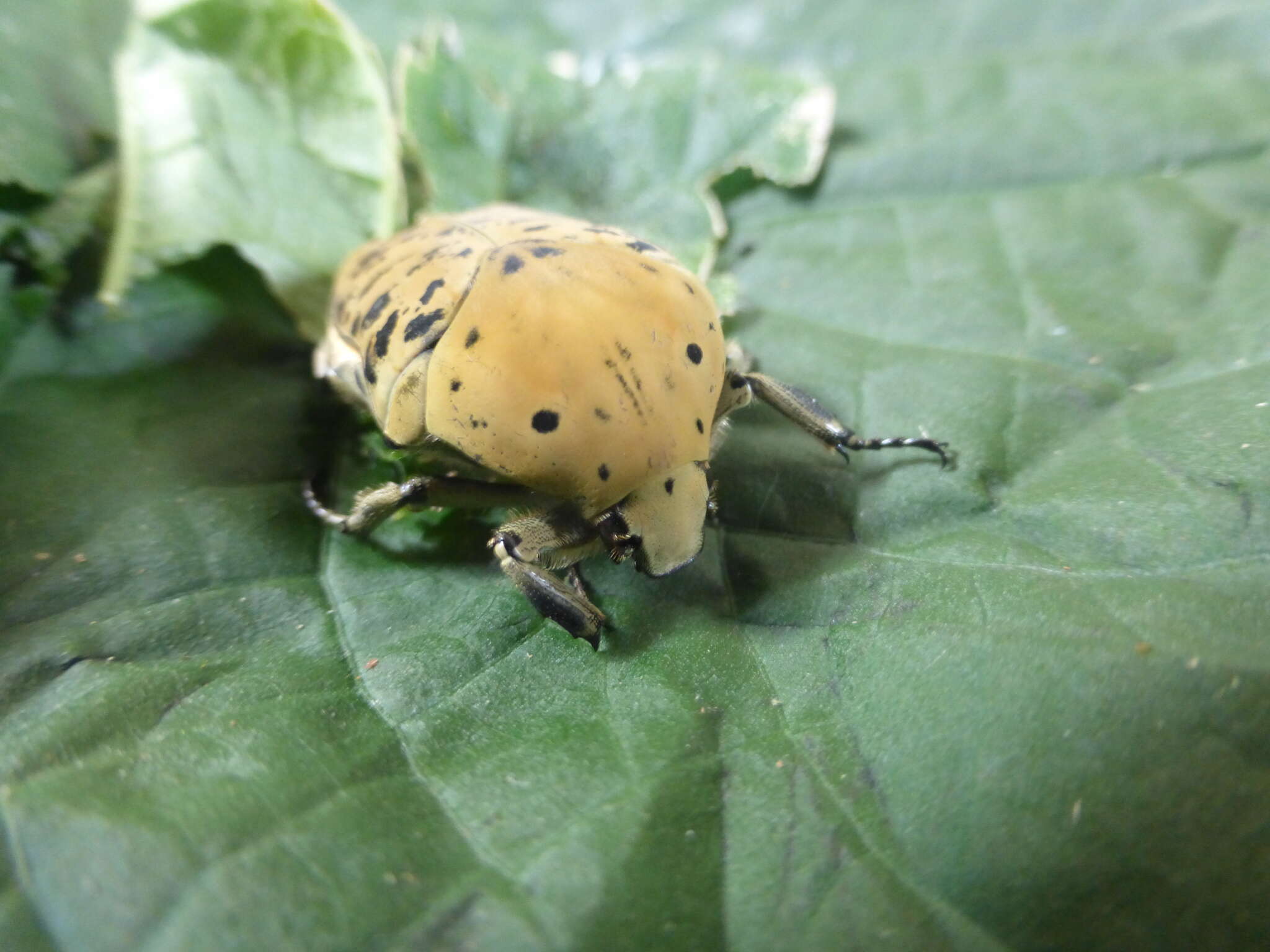 Image of Gymnetis bajula wollastoni Schaum 1848