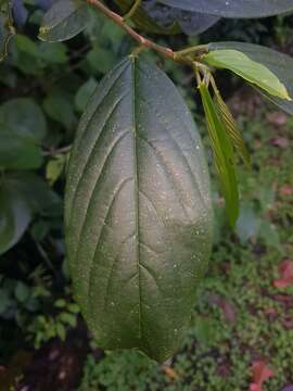 Image of Colubrina spinosa (Vell.) Donn. Sm.