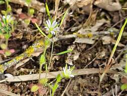 Image of Cerastium brachypetalum subsp. tauricum (Spreng.) Murb.