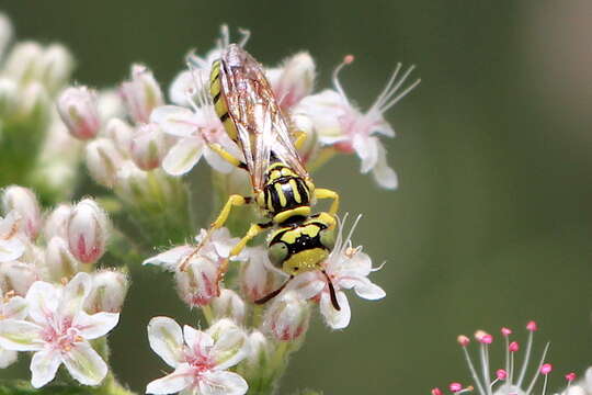 Image of Philanthus multimaculatus Cameron 1891