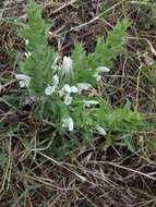 Imagem de Salvia samuelssonii Rech. fil.