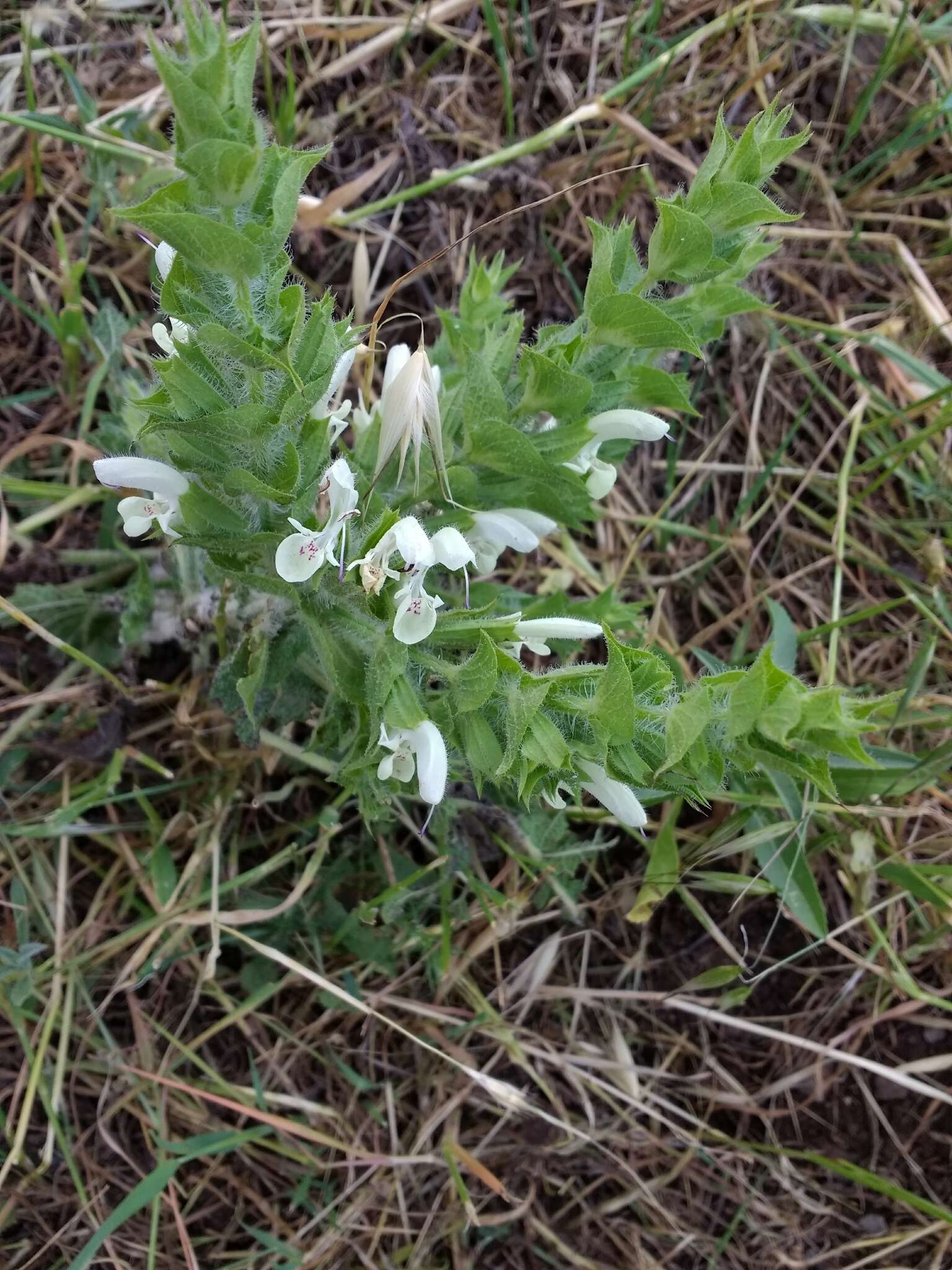 Imagem de Salvia samuelssonii Rech. fil.