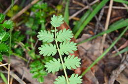 Image of Acaena echinata Nees