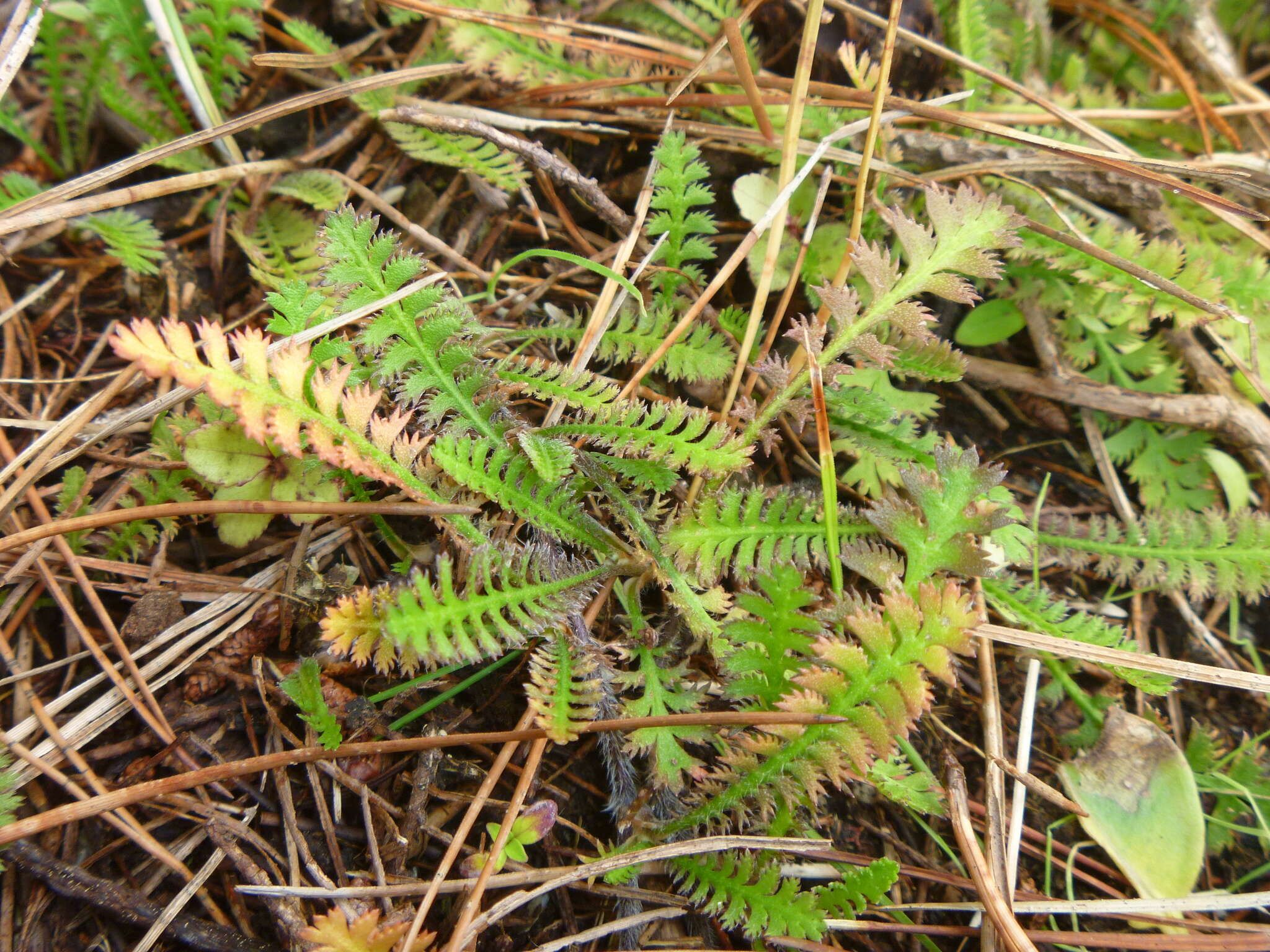 صورة Leptinella squalida Hook. fil.