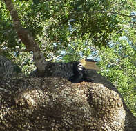 Image of Malabar Pied Hornbill