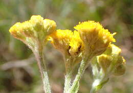 Image of Grassland nidorella