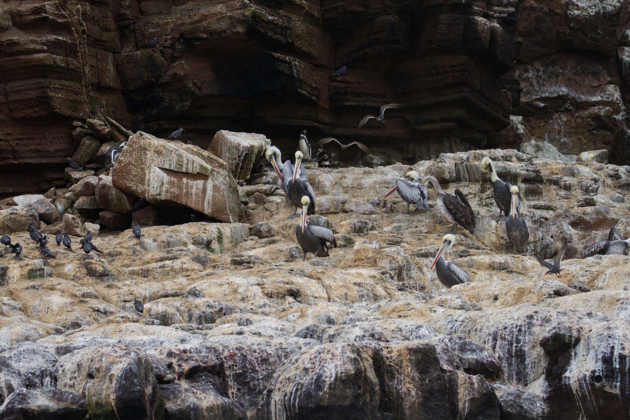 Image of Humboldt Penguin