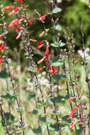 صورة Penstemon murrayanus Hook.