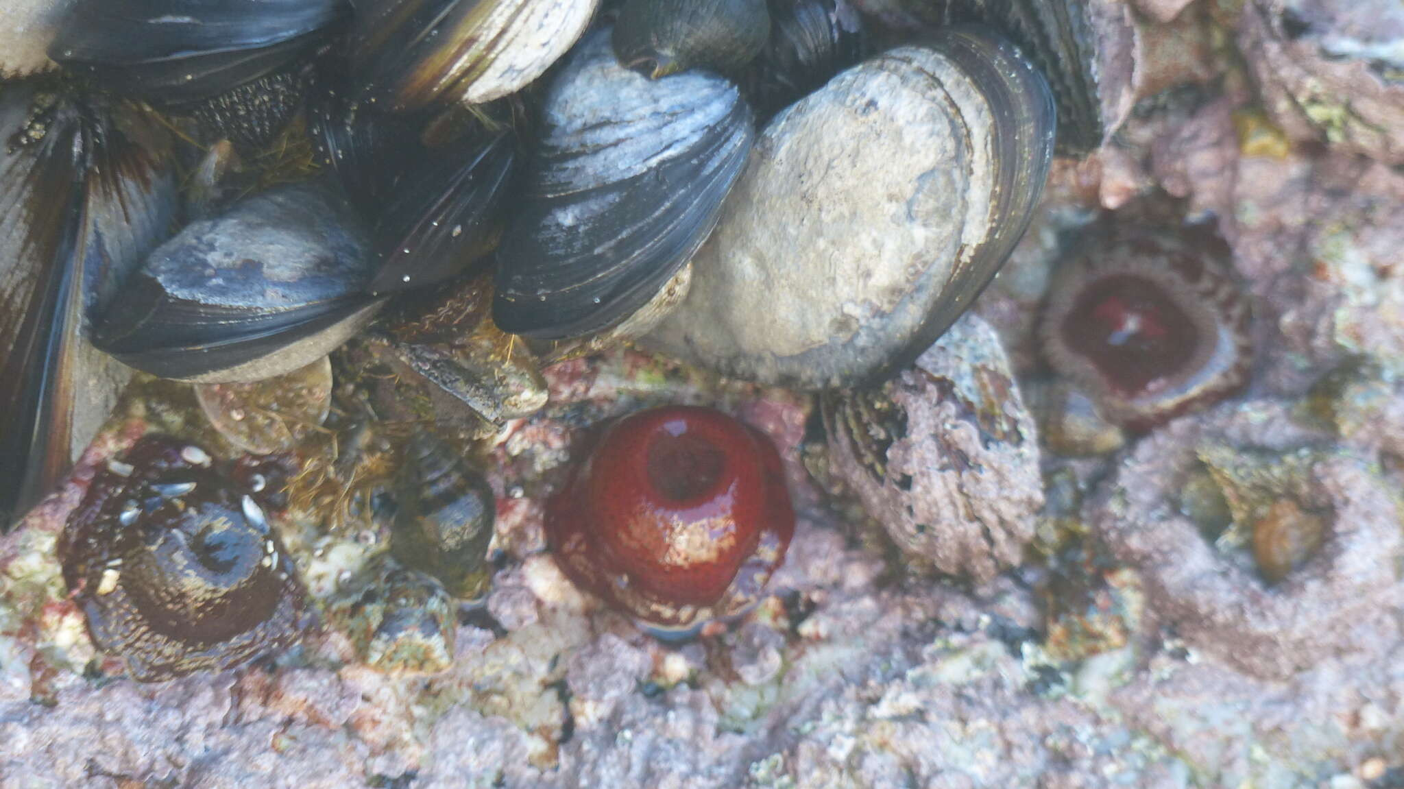 Image of Knobbly anemone