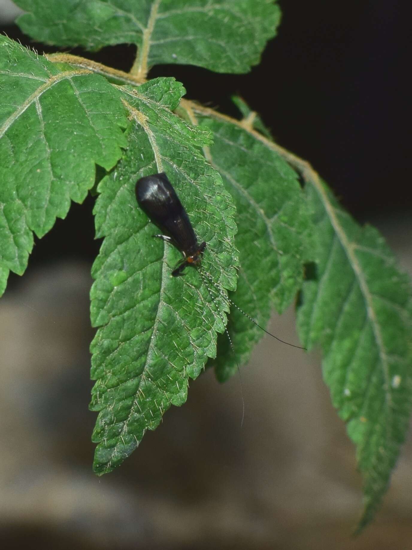 Imagem de Mystacides elongatus Yamamoto & Ross 1966