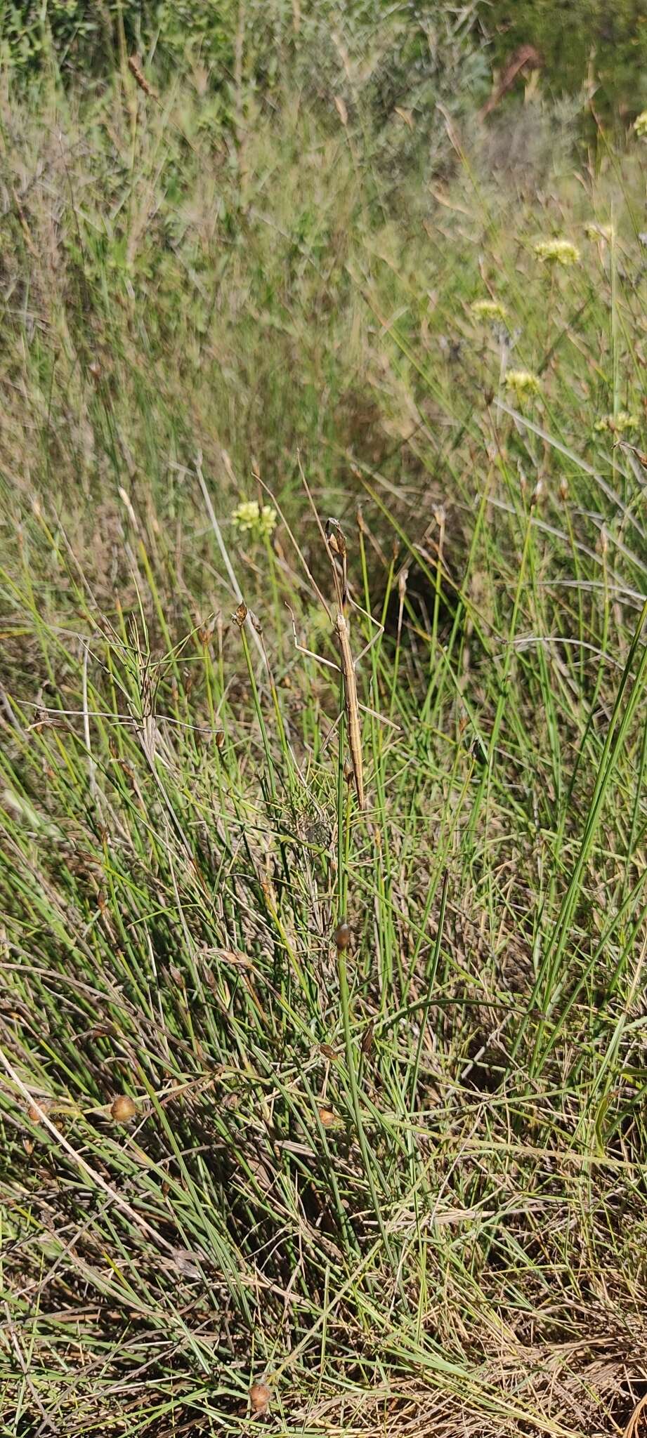 Image of Pijnackeria masettii Scali, Milani & Passamonti 2013