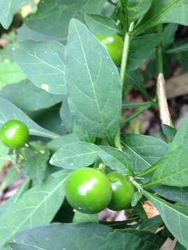 Image of Jerusalem Cherry