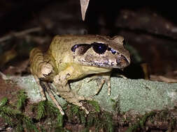 Image of Grey Barred Frog