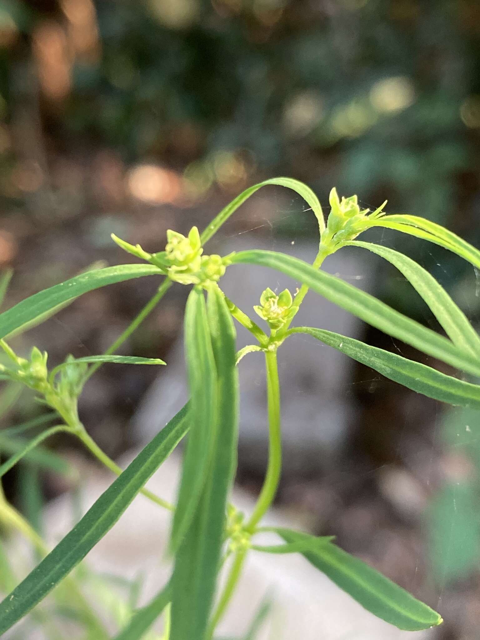 Sivun Euphorbia hexagona Nutt. ex Spreng. kuva