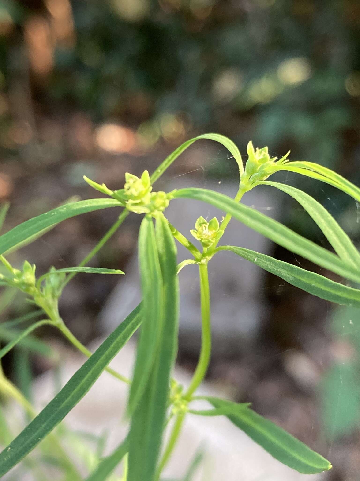 Image of sixangle spurge