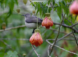 صورة Cinnyris manoensis manoensis Reichenow 1907