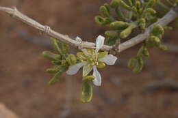 Image of Tetraena dumosa (Boiss.) Beier & Thulin