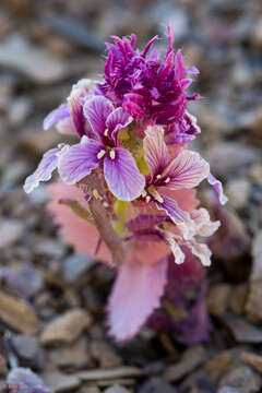 Image of Mt. Hamilton jewelflower