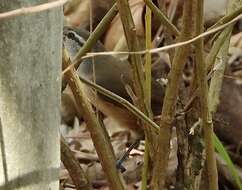 صورة Cantorchilus leucotis (Lafresnaye 1845)