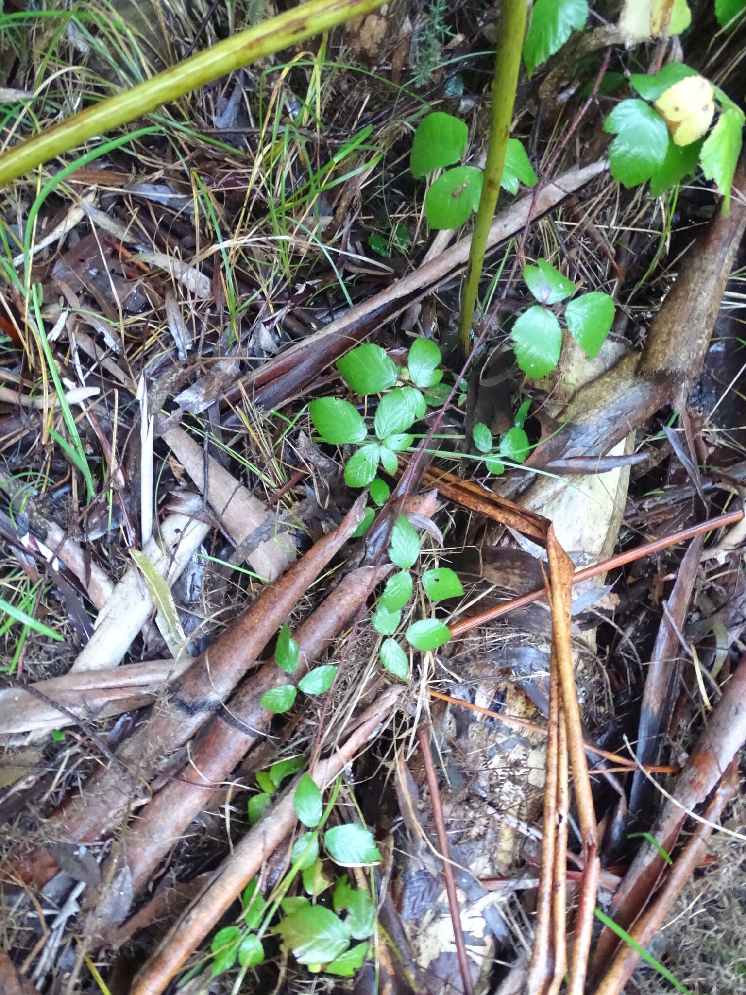 Image of Rubus erythrops E. S. Edees & A. Newton