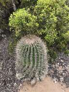 Ferocactus santa-maria Britton & Rose resmi