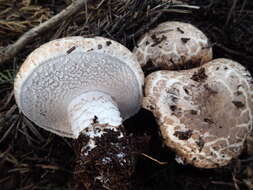 Image of Agaricus pattersoniae Peck 1907