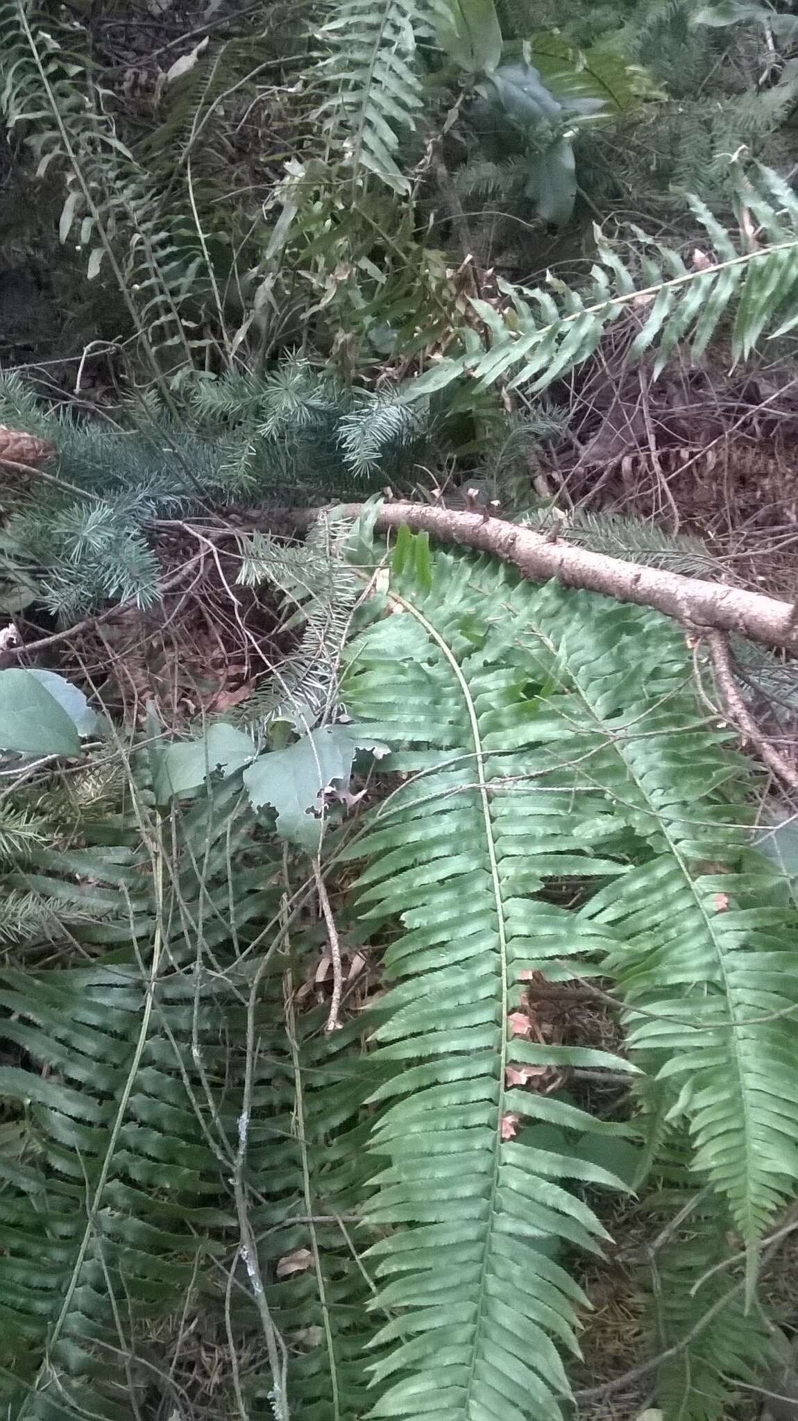 Sivun Polystichum munitum (Kaulf.) C. Presl kuva