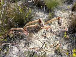 Imagem de Sorocephalus imbricatus (Thunb.) R. Br.