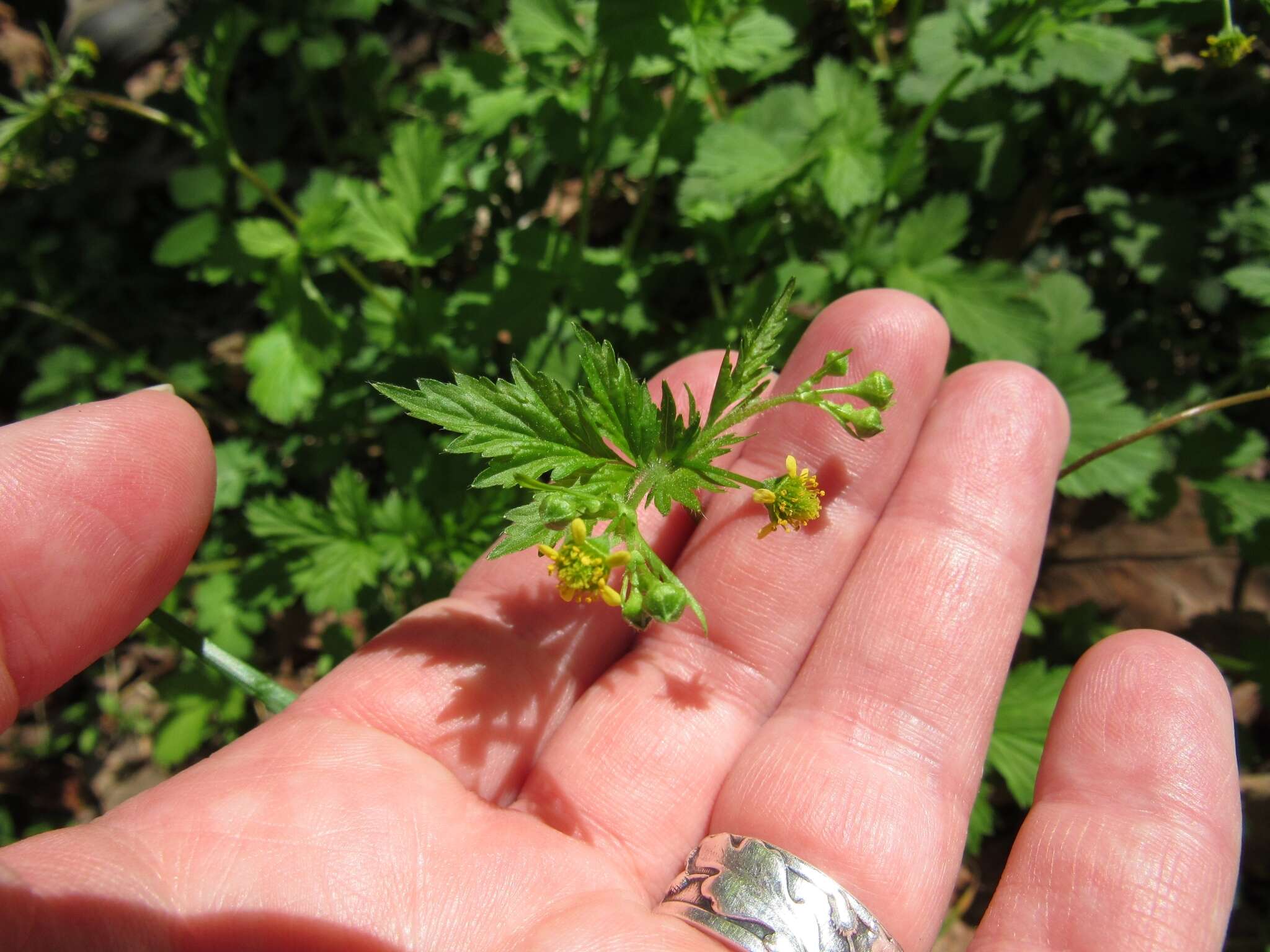 Image de Geum vernum (Raf.) Torr. & Gray