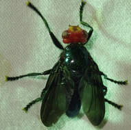 Image of Bromophila