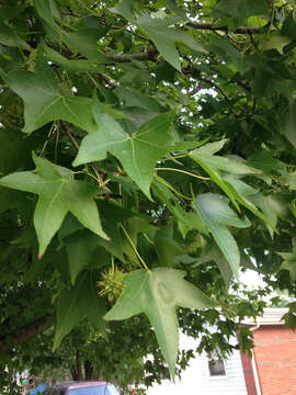 Image of American Sweetgum