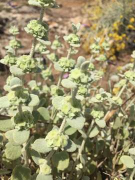 Sivun Pseudodictamnus mediterraneus kuva