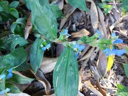 Image of Commelina obliqua Vahl