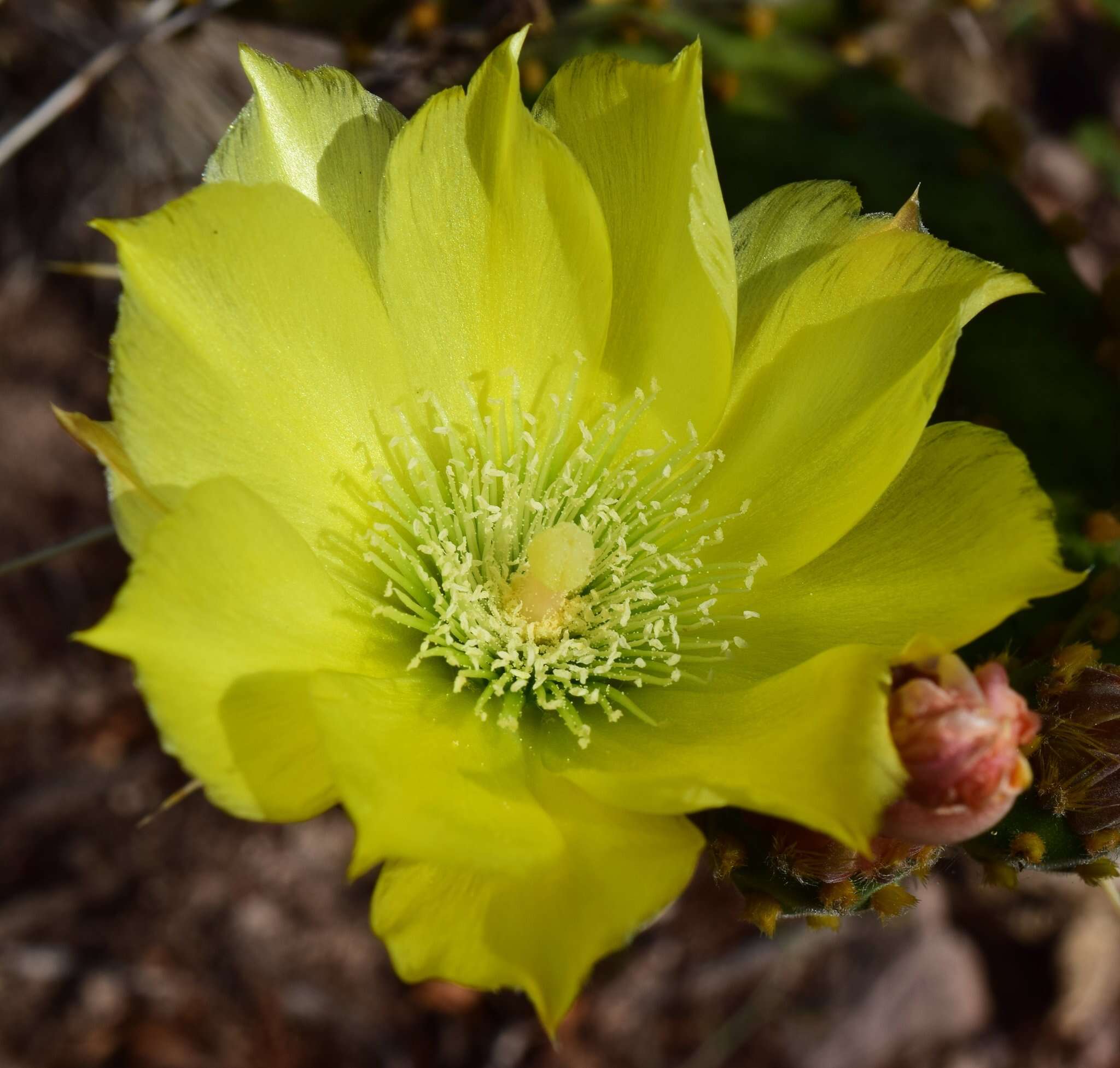 Image of Opuntia decumbens Salm-Dyck