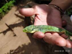 Слика од Abronia graminea (Cope 1864)