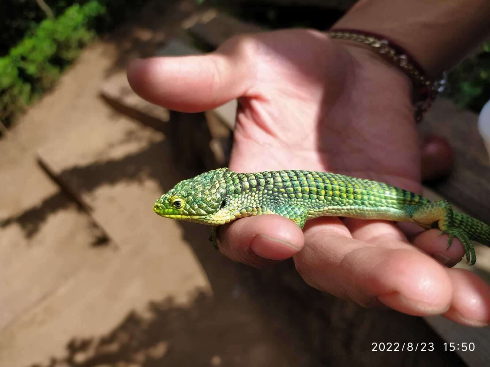 Слика од Abronia graminea (Cope 1864)