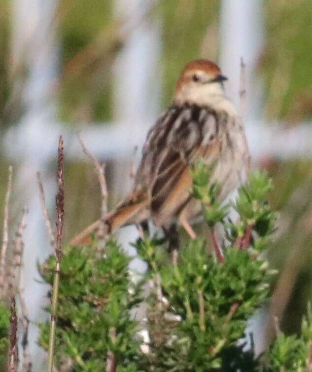 Image of Cisticola tinniens tinniens (Lichtenstein & Mhk 1842)