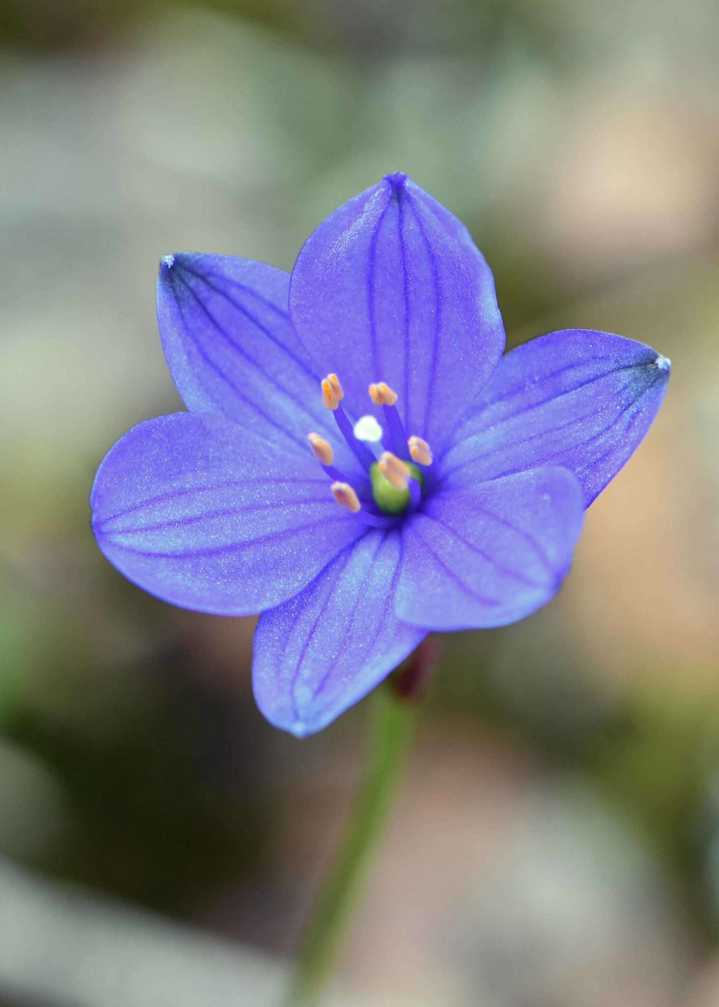 Chamaescilla corymbosa (R. Br.) F. Muell. ex Benth. resmi