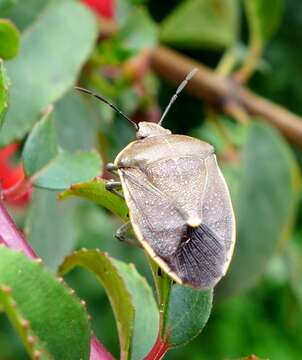 Image of Chlorochroa (Chlorochroa) rossiana Buxton & Thomas 1983