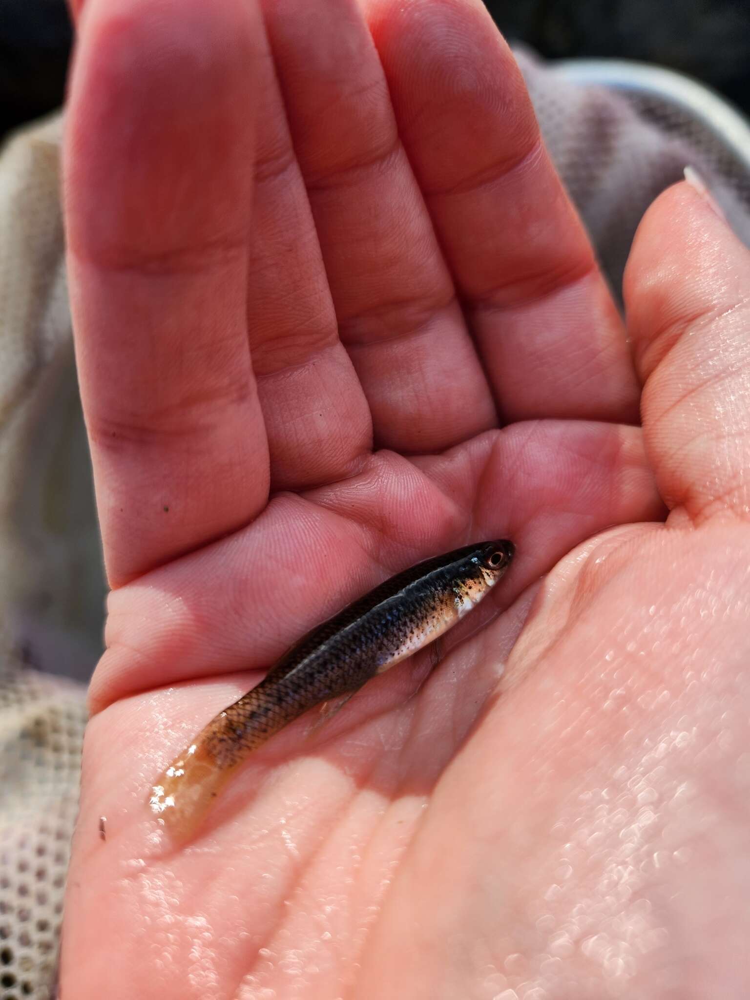 Image of Speckled killifish