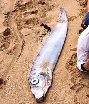 Image of Blackflash ribbonfish